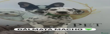 Dálmata Cachorro 1