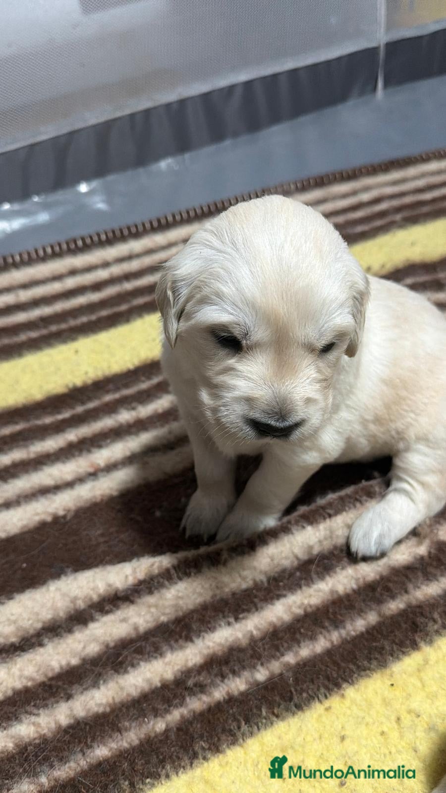 Golden Retriever perros Espectacular camada de golden retriever 🐶🐾 - Anuncio 3