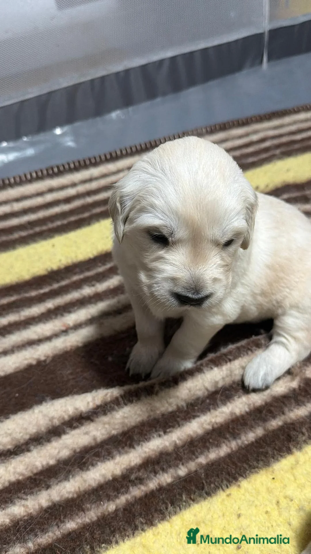 Golden Retriever perros en venta: Espectacular camada de golden retriever 🐶🐾 en Sevilla - Anuncio 1