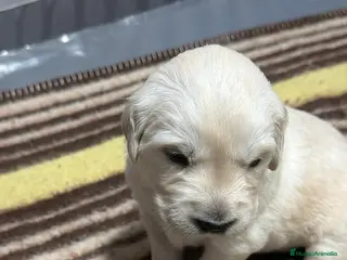 Golden Retriever perros Espectacular camada de golden retriever 🐶🐾 - Anuncio 4