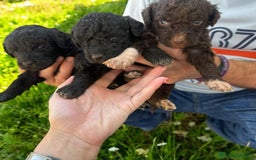 Perro de Agua Español perros en venta: PERRO DE AGUA ESPAÑOL - Imagen 5