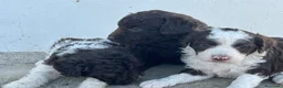 Perro de Agua Español perros en venta: Perros de agua Español Calidad Increíbles  - Anuncio 15