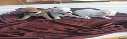Chihuahua perros en venta: CHIHUAHUAS TOYS EXCLUSIVOS  - Anuncio 1