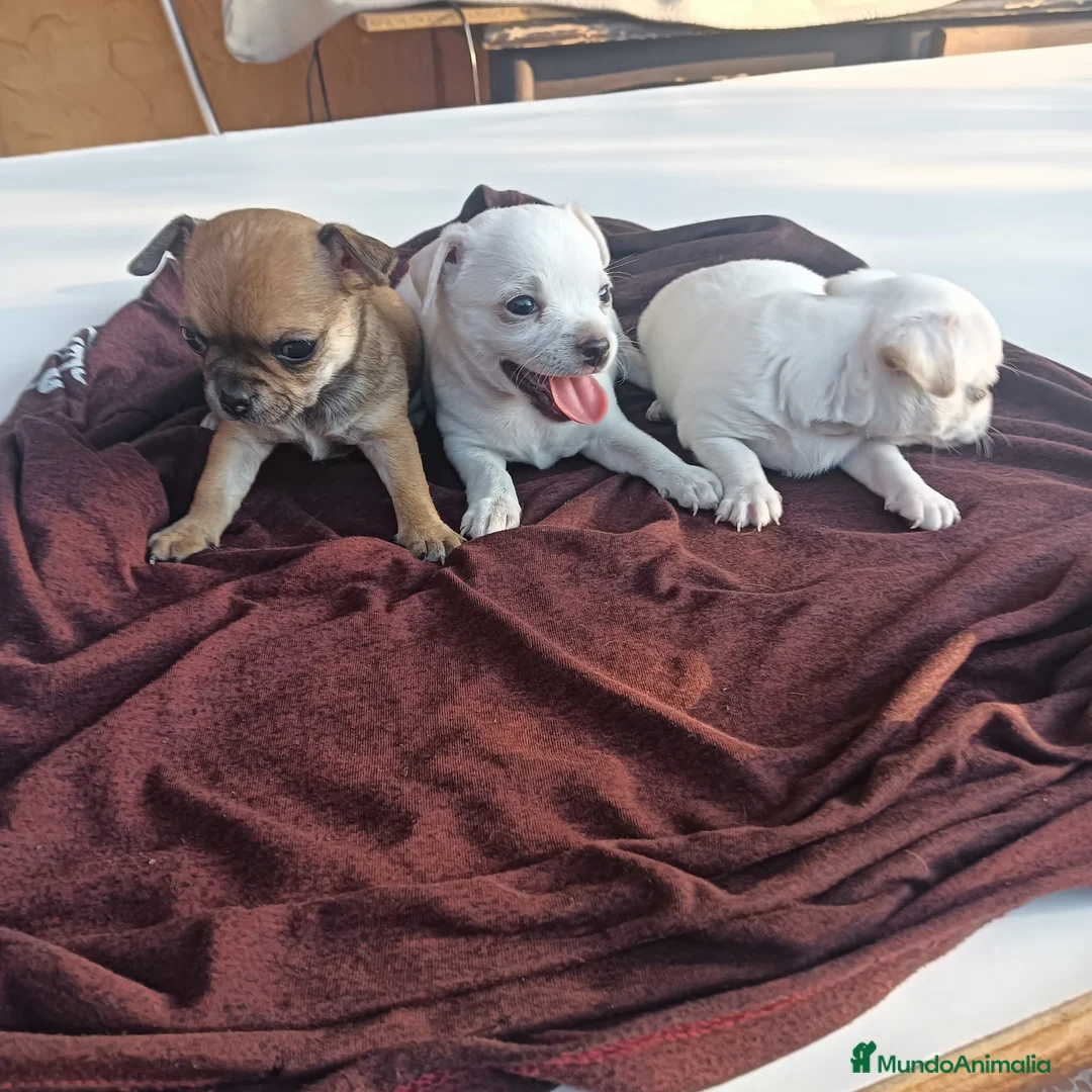 Chihuahua perros en venta: CHIHUAHUAS TOYS EXCLUSIVOS  - Anuncio 1