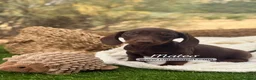 Teckel Miniatura perros en venta: TECKEL MACHO - Anuncio 5