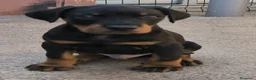 Dobermann perros en venta: Doberman europeos  - Anuncio 2