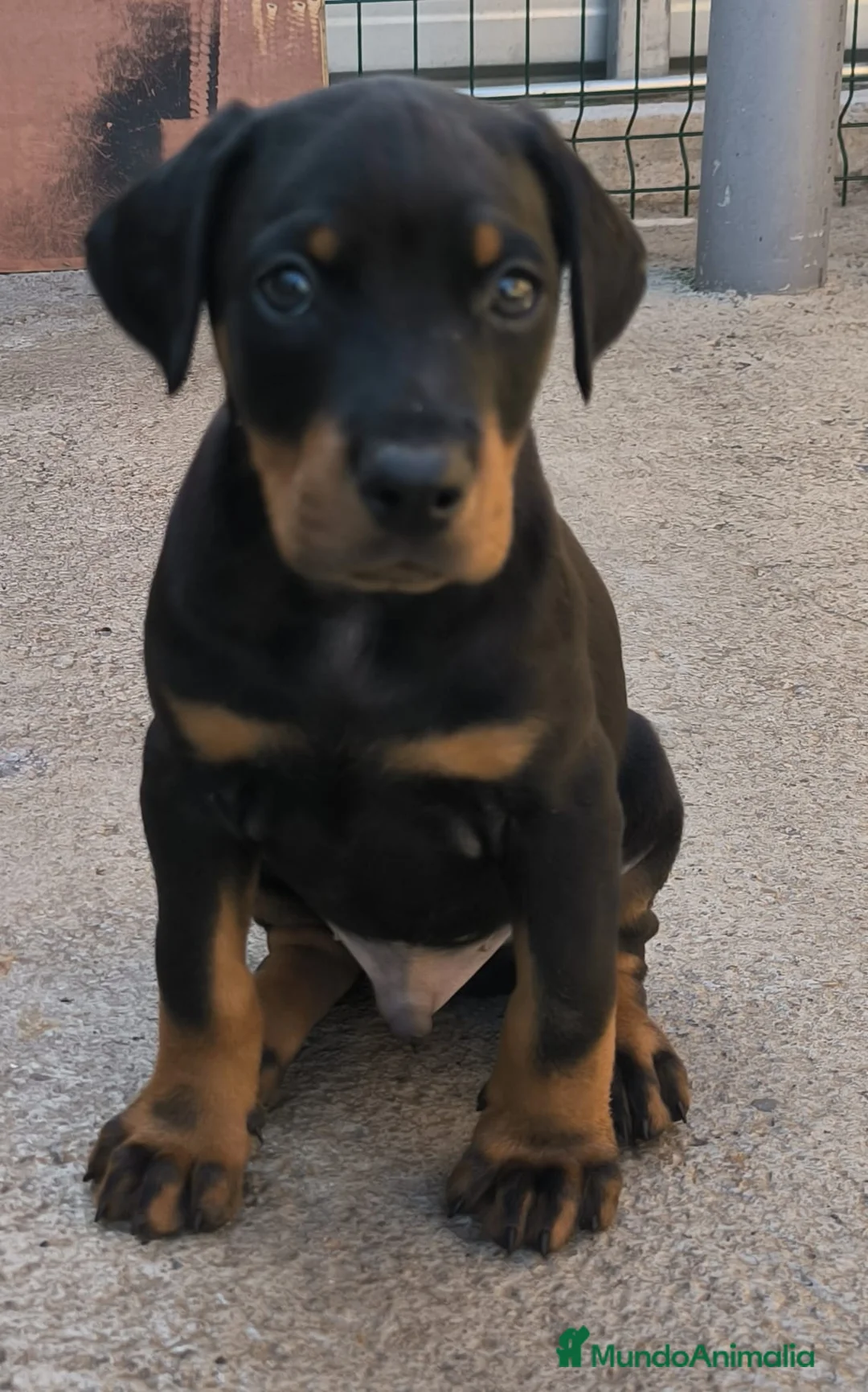 Dobermann perros en venta: Doberman europeos  - Anuncio 2