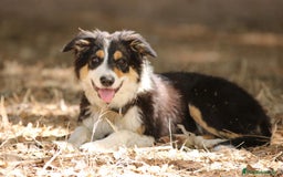 Border Collie perros en venta: Border Collie Calidad - Imagen 1
