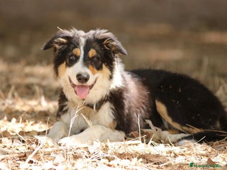 Border Collie perros - Anuncio 5