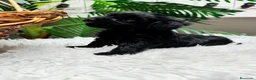 Maltipoo perros en venta: MALTIPOO HEMBRA  - Anuncio 5