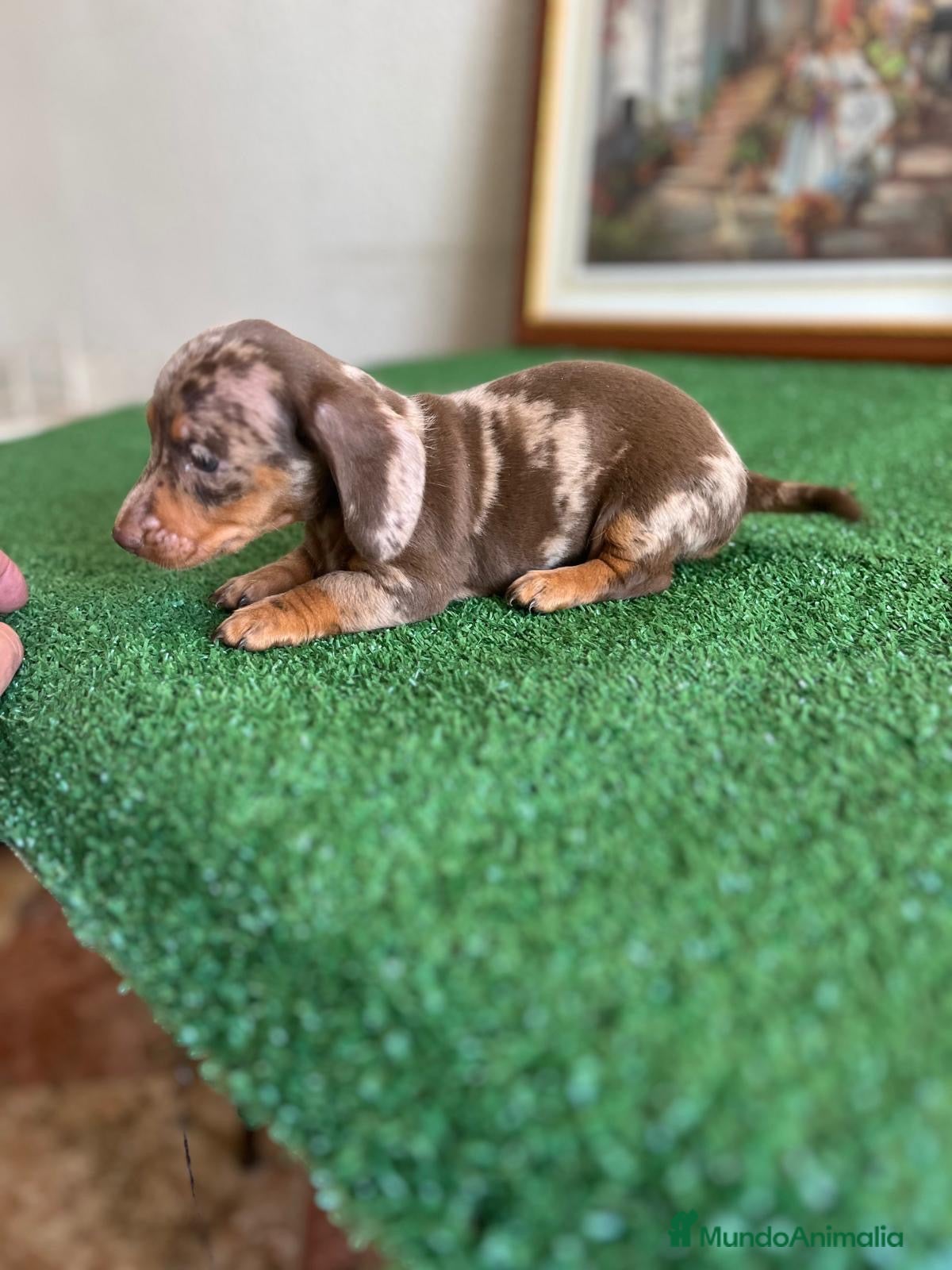 Teckel Miniatura perros Cachorra mini arlequín chocolate  - Anuncio 1