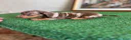 Teckel Miniatura perros en venta: Cachorra mini arlequín chocolate  - Anuncio 1
