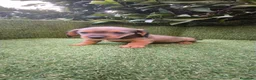 Teckel Miniatura perros en venta: teckel miniatura  - Anuncio 19