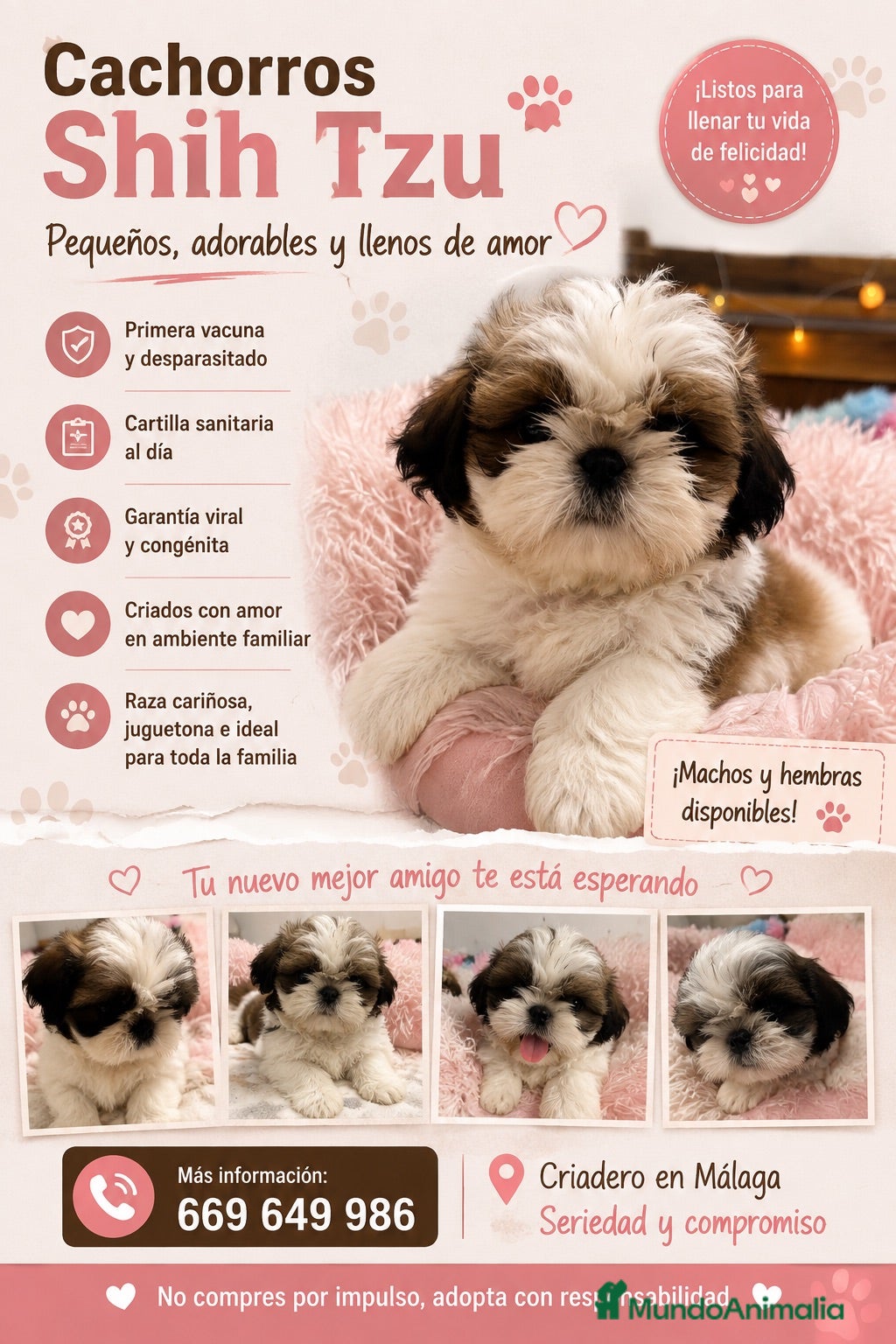 Shih Tzu perros SHIH TZU DISPONIBLES  - Anuncio 1
