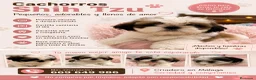 Shih Tzu perros en venta: SHIH TZU DISPONIBLES  - Anuncio 1