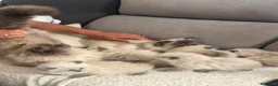 Sagrado de Birmania gatos en venta: Birmanos 641387649 - Anuncio 2