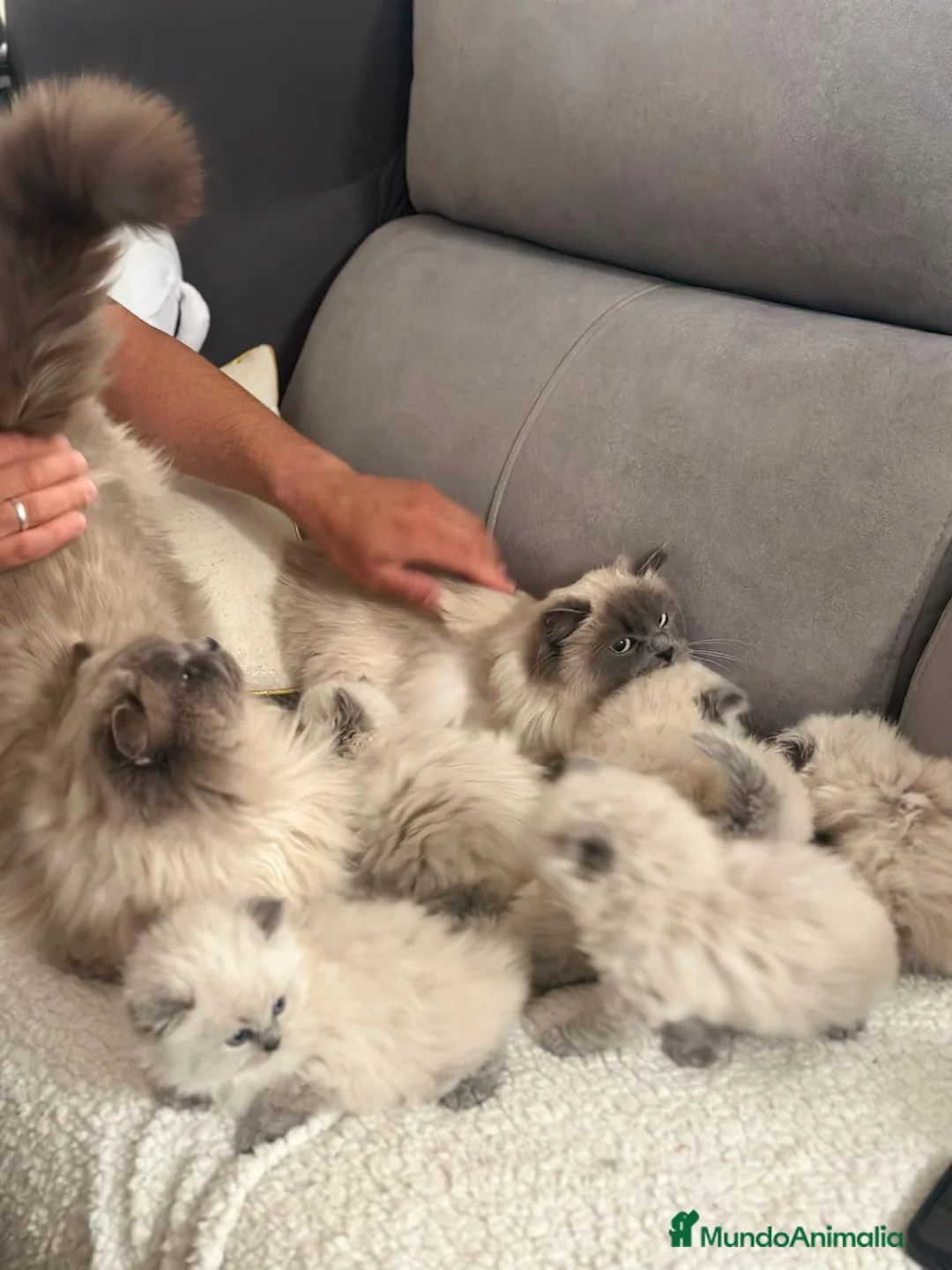 Sagrado de Birmania gatos en venta: Birmanos 641387649 - Anuncio 2