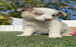 Border Collie perros en venta: BORDER COLLIE - Anuncio 5
