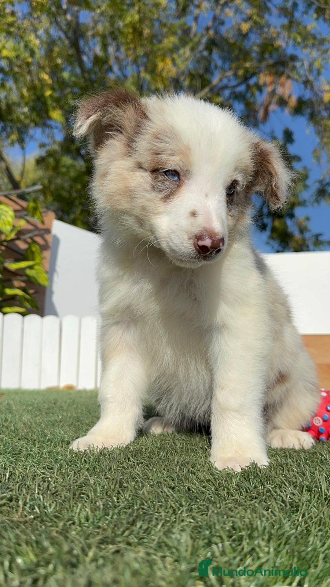 Border Collie perros en venta: BORDER COLLIE - Anuncio 5