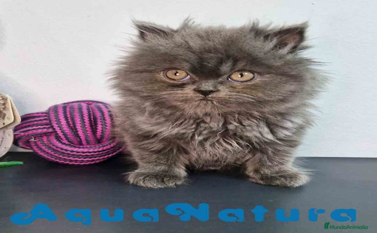 Persa gatos en Barcelona - Anuncio 13