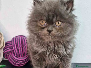 Persa gatos en Barcelona - Anuncio 7