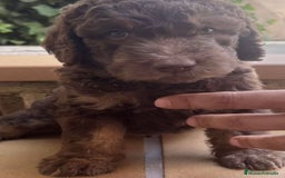Raza Mixta perros en venta: Labradoodle  - Imagen 3