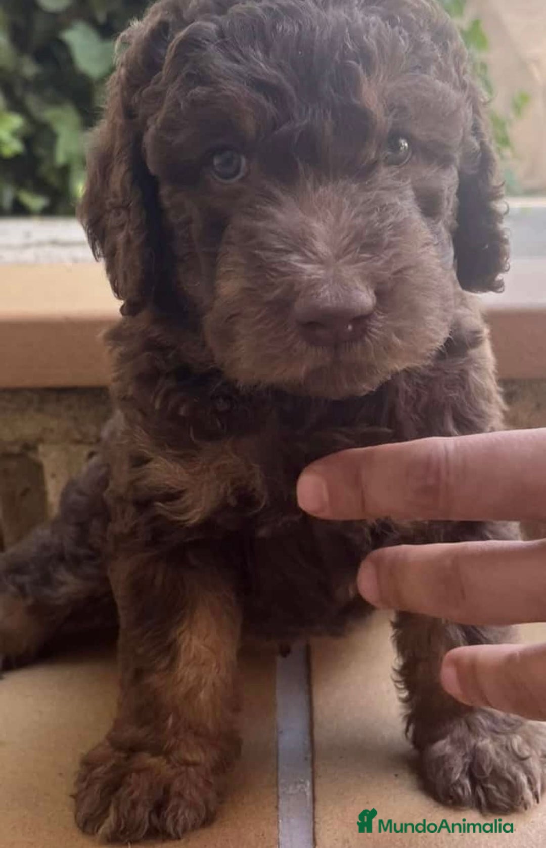 Raza Mixta perros en venta: Labradoodle  - Imagen 3