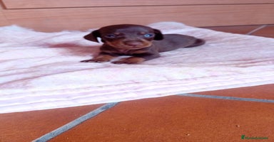 Teckel Miniatura perros - Anuncio 2