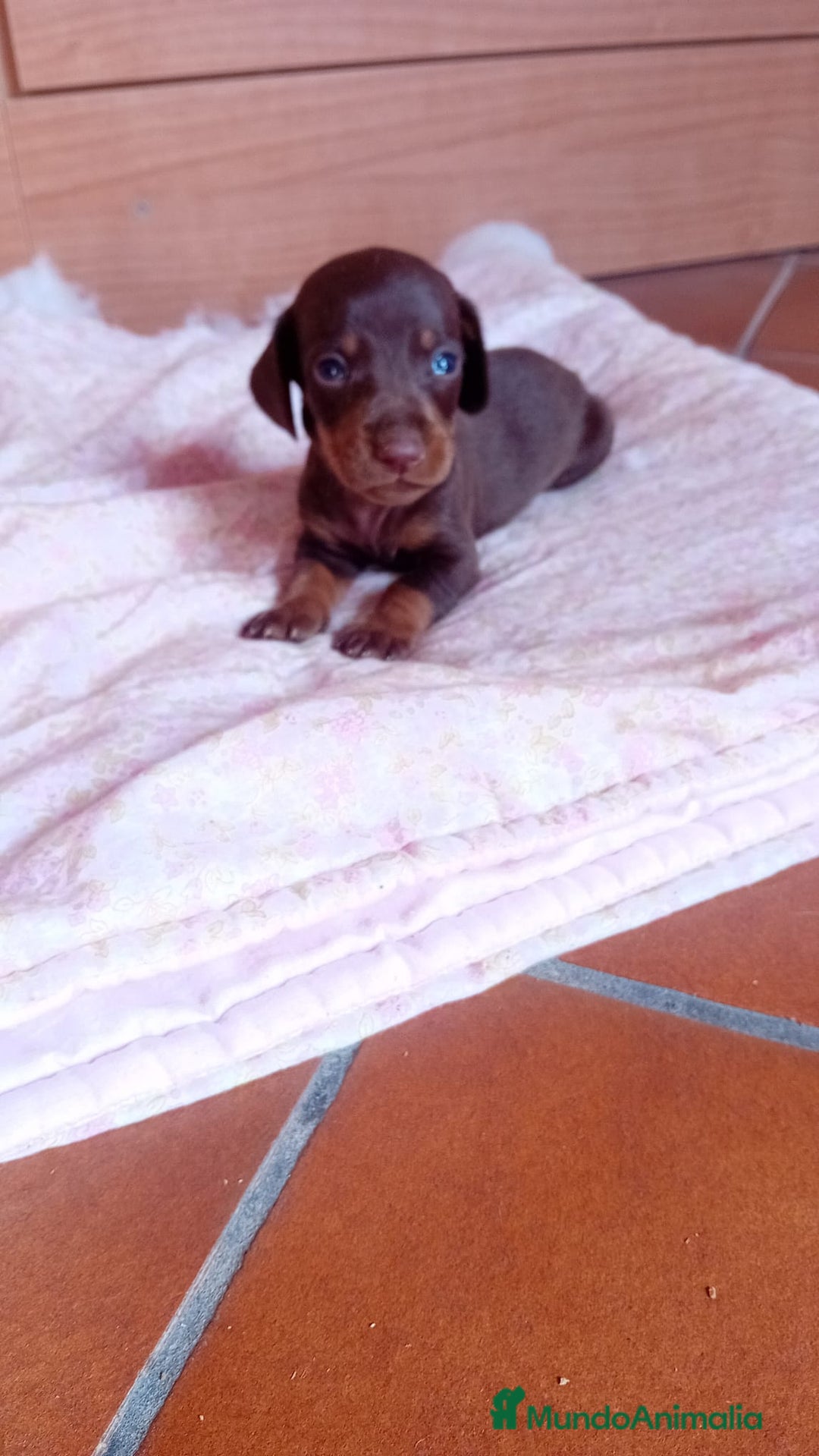 Teckel Miniatura perros en venta: Teckel kaninchen  - Imagen 4