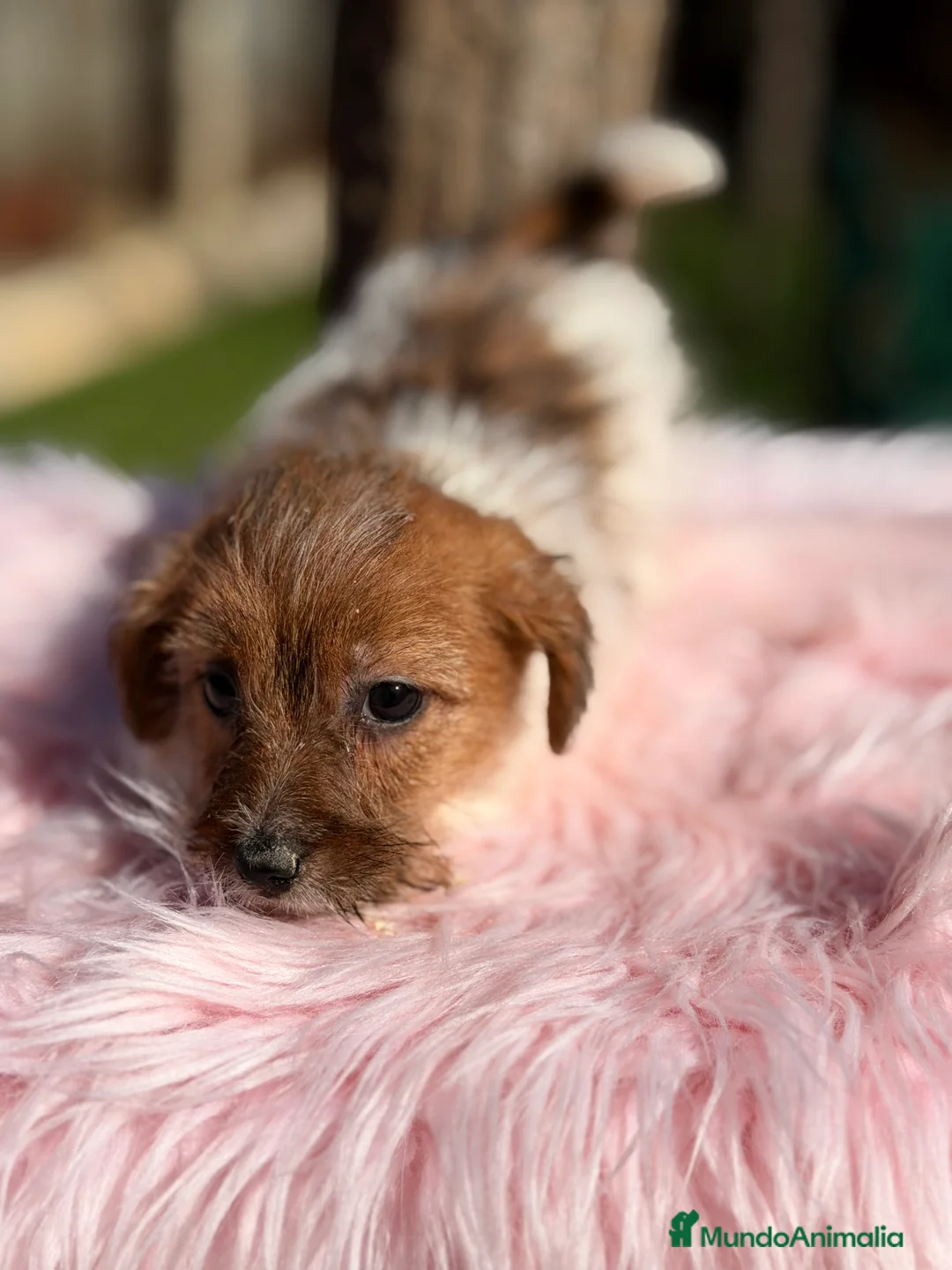 Jack Russell Terrier perros en venta: Jack Russell pelo Broken  - Anuncio 6