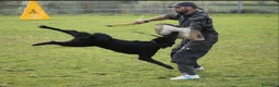 Pastor Holandés perros en venta: Camada Pastor Holandés FCI - Anuncio 5