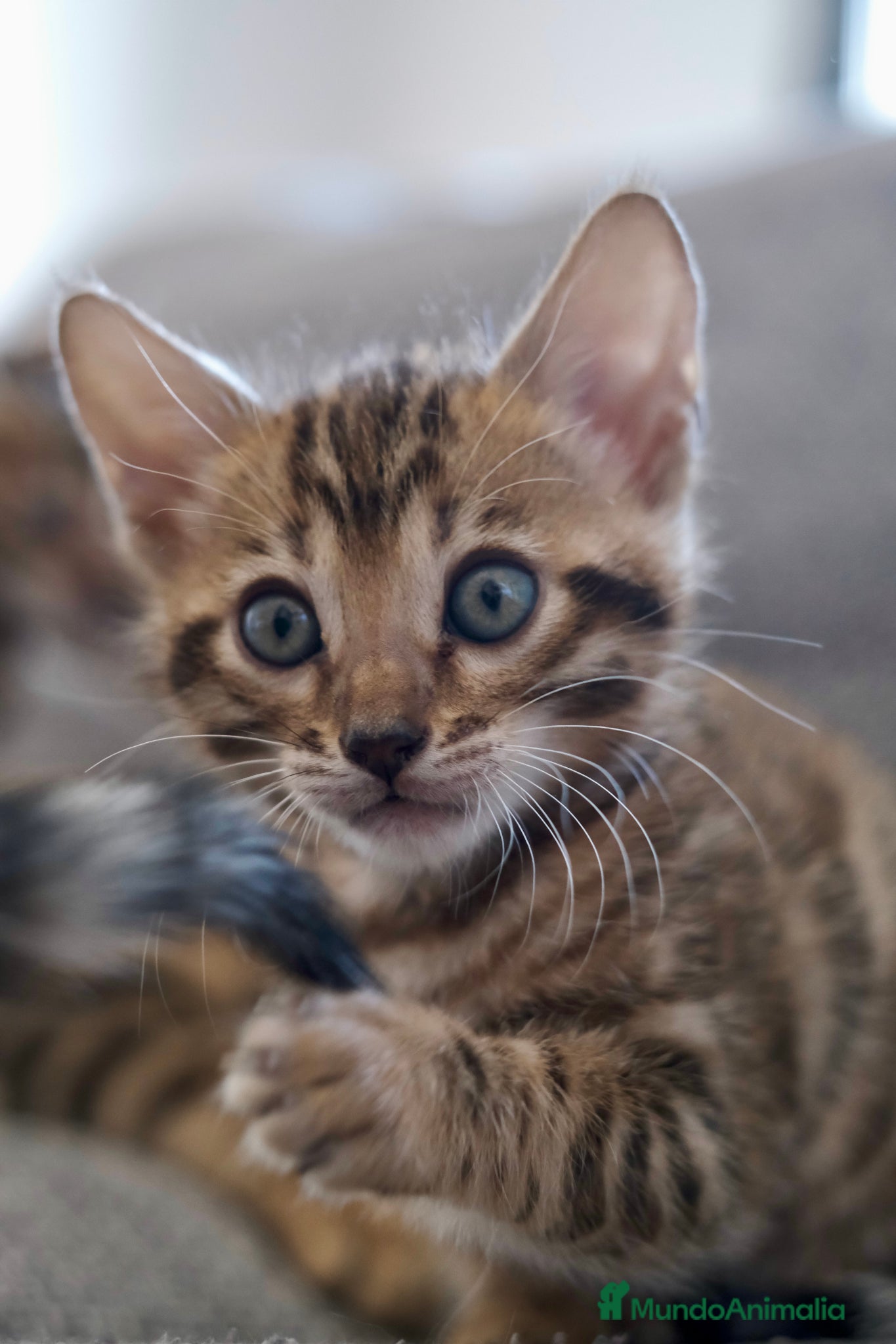 Bengalí gatos Hembra Gata Bengalí - Anuncio 1