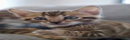 Bengalí gatos en venta: Hembra Gata Bengalí - Anuncio 1