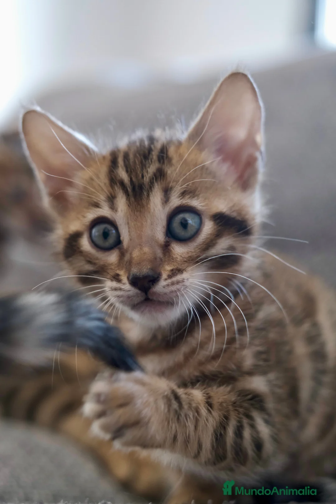 Bengalí gatos en venta: Hembra Gata Bengalí - Anuncio 1