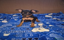 Pinscher Miniatura perros en venta: Pincher miniatura OPORTUNIDAD  - Imagen 1