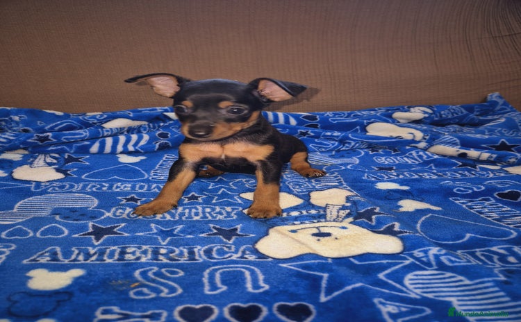 Pinscher Miniatura perros - Propaganda 8