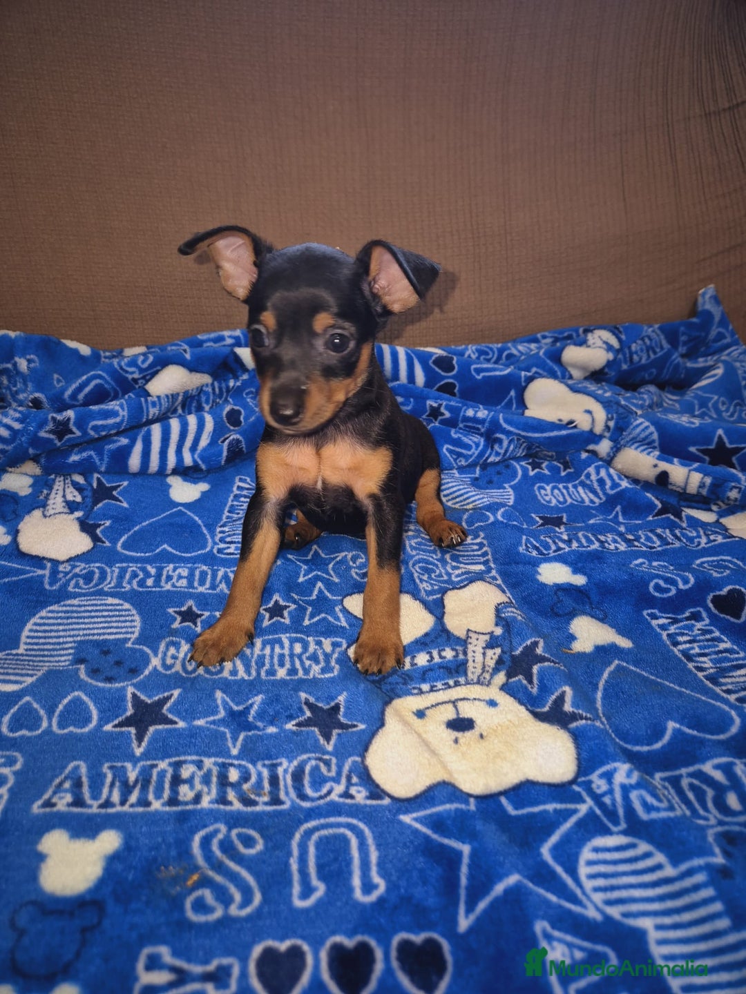 Pinscher Miniatura perros en venta: Pincher miniatura OPORTUNIDAD  - Imagen 1