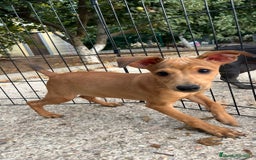 Pinscher Miniatura perros en venta: Cachorros mini Pinscher  - Imagen 6