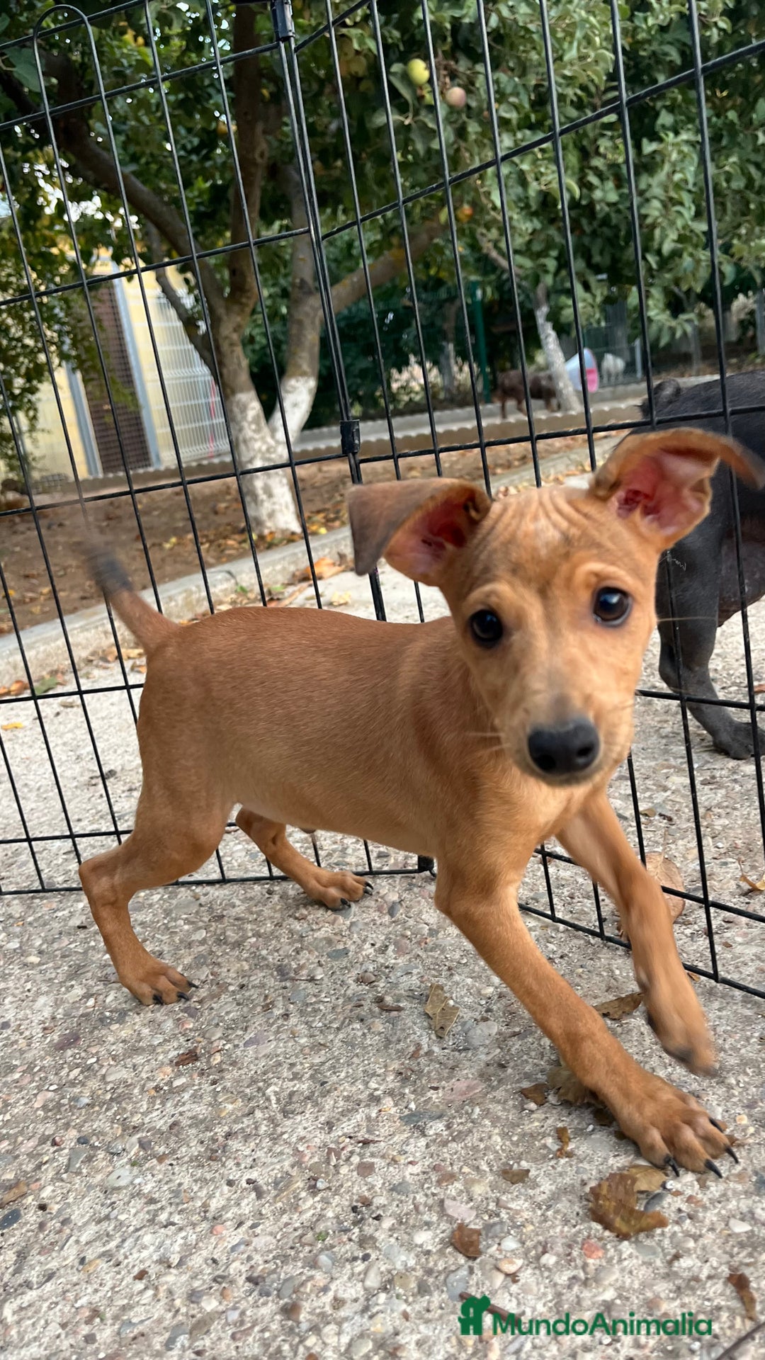 Pinscher Miniatura perros en venta: Cachorros mini Pinscher  - Imagen 6