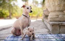 Pequeño Lebrel Italiano perros en venta: camada de piccolo lebrel italiano  - Imagen 5