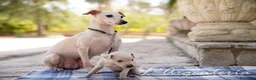 Pequeño Lebrel Italiano perros en venta: camada de piccolo lebrel italiano  - Anuncio 5