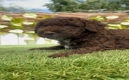 Perro de Agua Español perros en venta: PERRO DE AGUA ESPAÑOL - Imagen 21