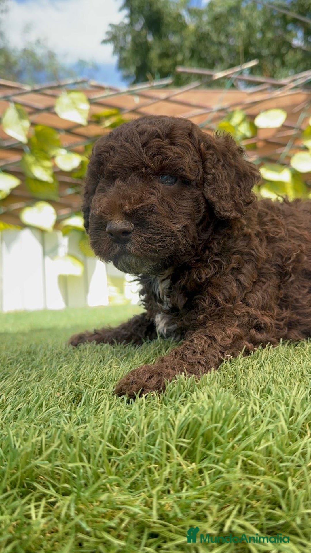 Perro de Agua Español perros en venta: PERRO DE AGUA ESPAÑOL - Imagen 21