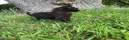 Británico de Pelo Corto gatos en venta: Brithis y Scottish  - Anuncio 8