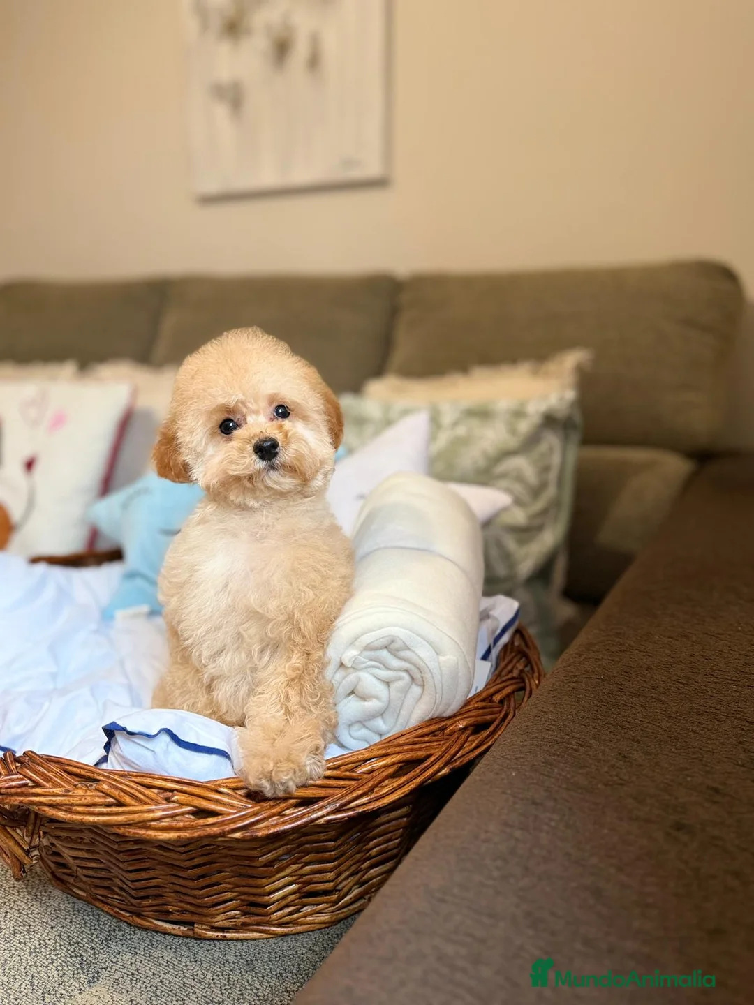 Caniche Toy perros en venta: Caniche Toy lista para entregar !! - Anuncio 4