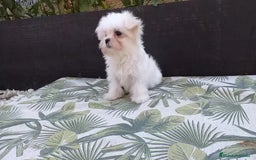 Bichón Maltés perros en venta: Cachorritos Bichon Maltes Mini  - Imagen 3