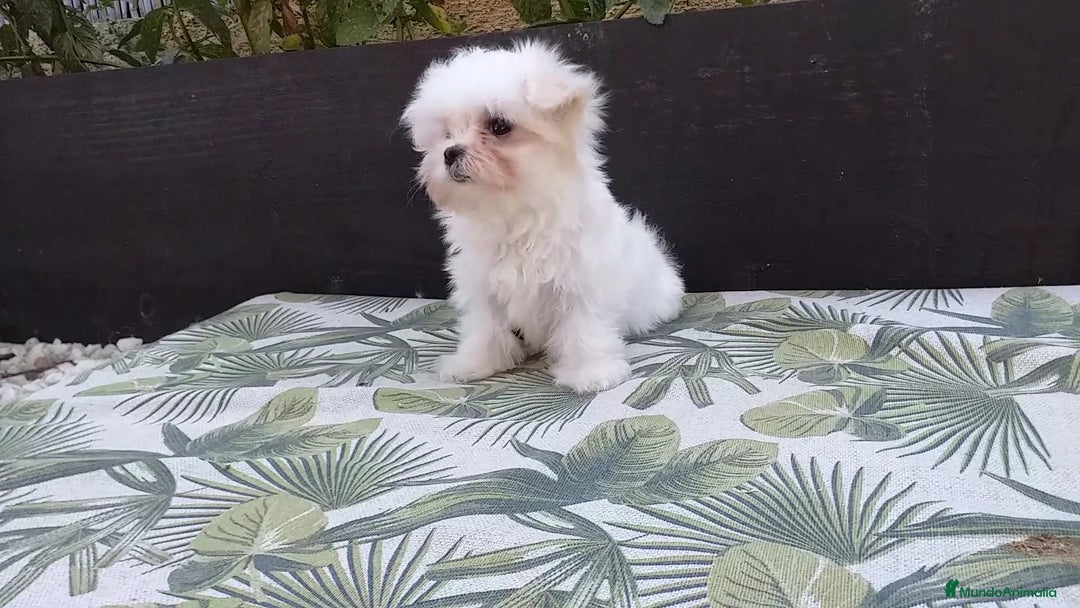 Bichón Maltés perros en venta: Cachorritos Bichon Maltes Mini  - Imagen 3