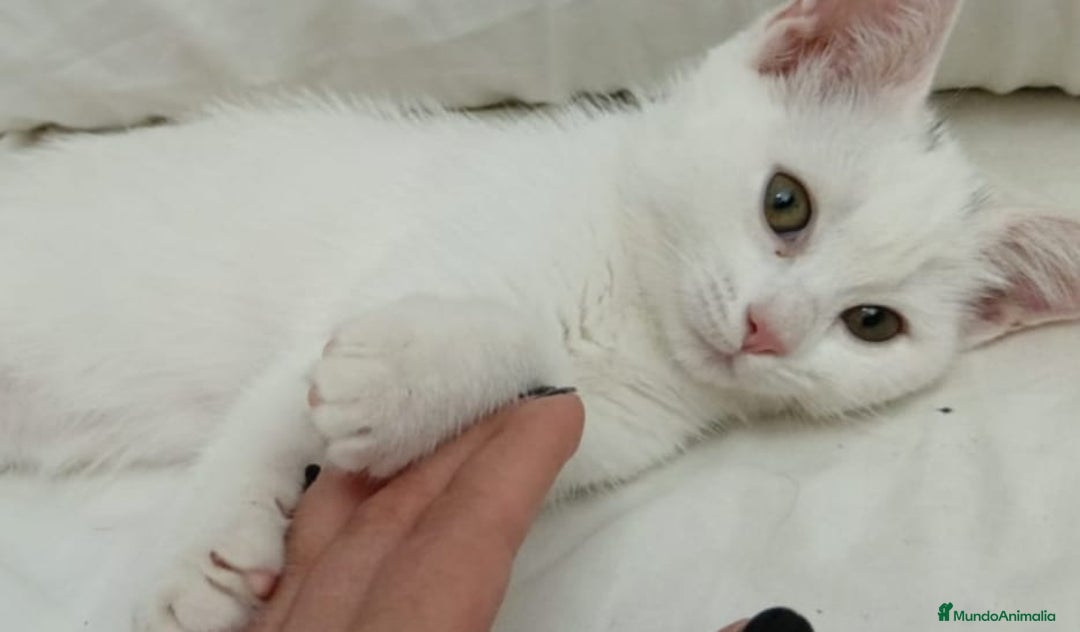 Persa gatos en venta: Gata persa - Imagen 2