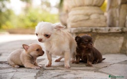 Chihuahua perros en venta: canadá chihuahua - Imagen 5