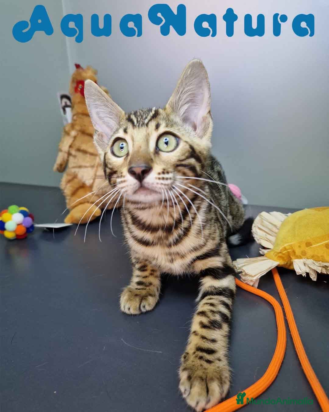 Bengalí gatos en venta: Bengali Hembra 4604 AQUANATURA - Imagen 7